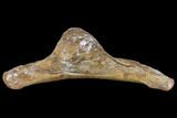 Edmontosaurus Quadrate Bone - South Dakota #113135-1